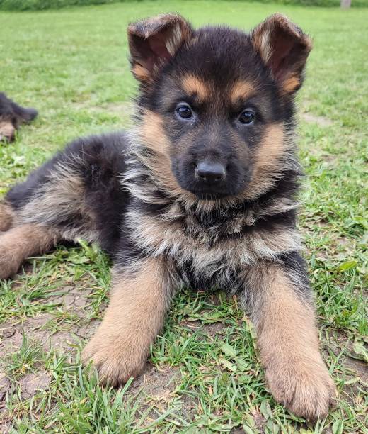 german shepherd & belgian malinois